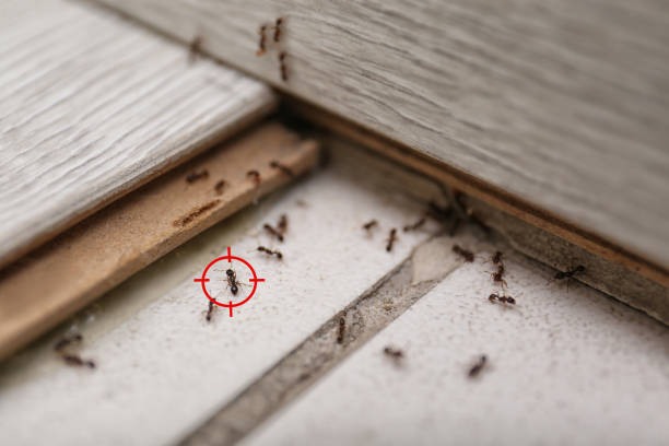Best Best Pest Control Companies  in Winnsboro Mills, SC
